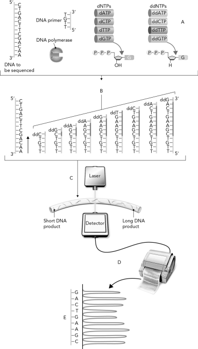 Outline the steps used in the chain-termination method to determine the sequence of a region of DNA. Using the figure below, explain what occurs at steps A, B, C, D, and E.