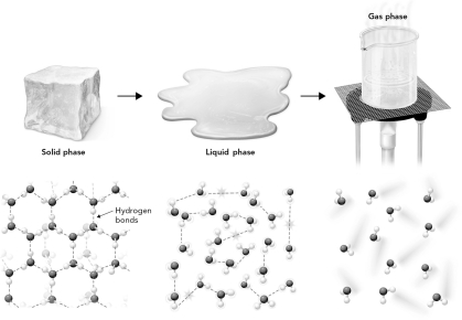 <strong>In the figure below, which state of matter has the highest entropy? </strong> A) solid phase B) liquid phase C) gas phase D) all are equal entropy.