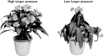 <strong>What is the expected osmotic pressure around the cells for the plant with low turgor pressure shown below? </strong> A) hypotonic B) hypertonic C) isotonic D) equilibrium