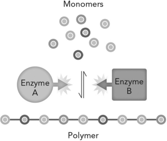 <strong>If energy in the form of ATP is required to make a polymeric macromolecule, which of the following will happen if there is no ATP available? </strong> A) The rate of polymer increases. B) The polymer is broken down to release ATP. C) The polymer continues to be made at the same rate. D) The enzyme degrades to release ATP.