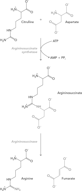 <strong>If the concentration of aspartate in the cell decreased, what would be the predicted outcome? </strong> A) increased concentration of argininosuccinate B) decreased concentration of citrulline C) decreased concentration of fumarate D) increased concentration of arginine