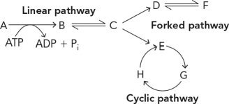 <strong>If the concentration of F is high in a cell, the pathway will MOST likely shift to produce </strong> A) more C. B) less C. C) more A. D) less D.