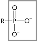 <strong>The figure below shows an example of which functional group? </strong> A) amino B) hydroxyl C) phosphoryl D) methyl