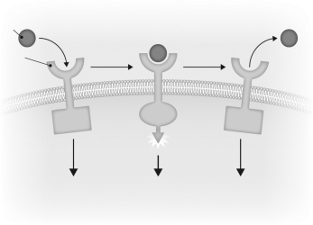 Describe how a receptor is activated and inactivated by a ligand in the figure below.
