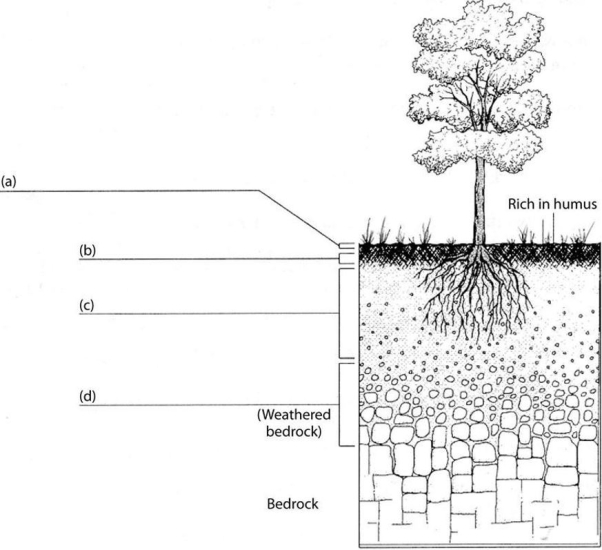 Fill in the blanks on the diagram below with the names of the soil layers that are labeled.   