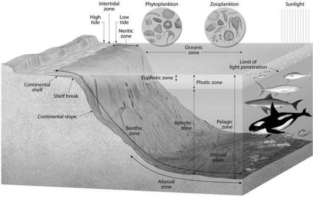 What is the relationship of marine life zones to the distance from a given shoreline? Briefly discuss the factors that control or cause these different zones. Where are these factors on Figure 14.12 below and is one factor more important than the others?