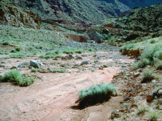 <strong>See the image below. It is a dry desert stream bed. What would be good advice for someone who wants to go camping in the area shown in the photog</strong> A) You do <u> not </u> need a tent as it stays warm in deserts all night long. B) You would <u> not </u> want to camp there because of the possibility of a sudden flood. C) The dry sand would <u> not </u> be a good place to put a tent, because it would be better to be wet. D) If you were camping that would make a good place to camp because it is dry and soft.