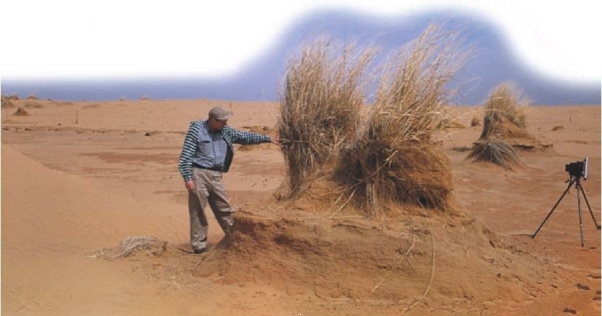 <strong>Note the picture below from a desert setting: What is illustrated in the photograph?</strong> A) How effective wind is at purposely avoiding grasses. B) How effective vegetation is at anchoring sediment. C) The role of water erosion in deserts. D) This cannot be a desert as there are no life forms in a desert.
