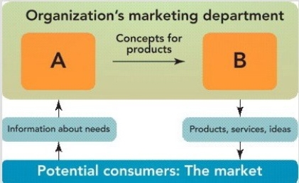 <strong>In Figure 1-3,A represents ________ and B represents ________. Figure 1-3</strong> A)decisions by management;purchases by customers B)employees efforts;stakeholder rewards C)sales department;manufacturing department D)suppliers;distributors E)discovering consumer needs;satisfying consumer needs