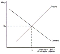 Figure 18-2 -Refer to Figure 18-2.What happens to the profit earned by apple producers and the wage earned by apple pickers when the price of apples falls