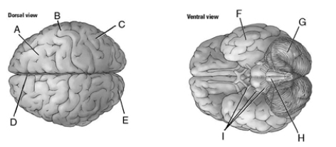 Match the letters to the correct location on the figure. _____ 1. occipital lobe _____ 2. brainstem _____ 3. temporal lobe _____ 4. frontal lobe _____ 5. longitudinal fissure _____ 6. cerebellum _____ 7. cranial nerves _____ 8. central sulcus _____ 9. parietal lobe