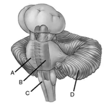 Locate the structures on the figure. _____ 1. cerebellum _____ 2. medulla _____ 3. reticular formation _____ 4. pons