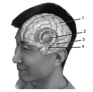Label the brain structures on the figure. 1._____ 2._____ 3._____ 4._____