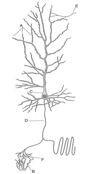 Match the letter to the correct structure on the neuron.   _____ 1. cell body _____ 2. end foot _____ 3. axon _____ 4. dendrites _____ 5. dendrites of target neuron _____ 6. axons from other neurons<div style=padding-top: 35px> 