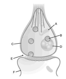 Locate the structures. _____ 1. storage granule _____ 2. synaptic cleft _____ 3. mitochondrion _____ 4. synaptic vesicle _____ 5. presynaptic membrane _____ 6. postsynaptic membrane
