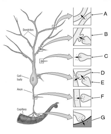 Identify the types of synapses. _____ 1. axoaxonic _____ 2. dendrodendritic _____ 3. axodendritic _____ 4. axosecretory _____ 5. axosynaptic _____ 6. axoextracellular _____ 7. axosomatic
