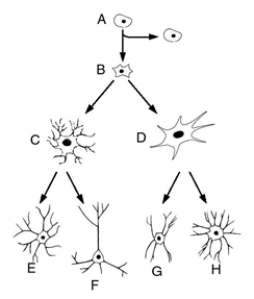 Match the letter to the correct level of brain cell development. _____ 1.glial cell _____ 2.stem cell _____ 3.astrocyte _____ 4.interneuron _____ 5.oligodendroglia _____ 6.precursor cell _____ 7.neural cell _____ 8.pyramidal neuron