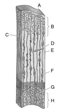 Match the letter to the appropriate structure. _____ 1.radial glial process _____ 2.subventricular zone _____ 3.radial glial cell body _____ 4.primitive cortex _____ 5.migrating neuron _____ 6.radial glia _____ 7.nonradially migrating neuron _____ 8.brain surface