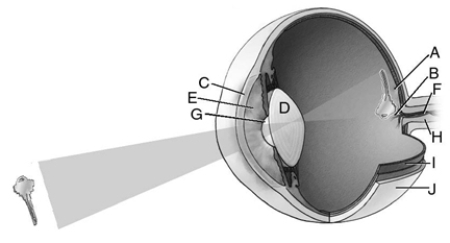 Match the letter to the appropriate structure of the eye. _____ 1.lens _____ 2.pupil _____ 3.fovea _____ 4.iris _____ 5.sclera _____ 6.blind spot _____ 7.cornea _____ 8.blood vessel _____ 9.optic nerve _____ 10.retina