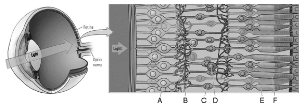 Match the letter to the cell structure. _____ 1.rod _____ 2.ganglion cell _____ 3.amacrine cell _____ 4.cone _____ 5.bipolar cell _____ 6.horizontal cell