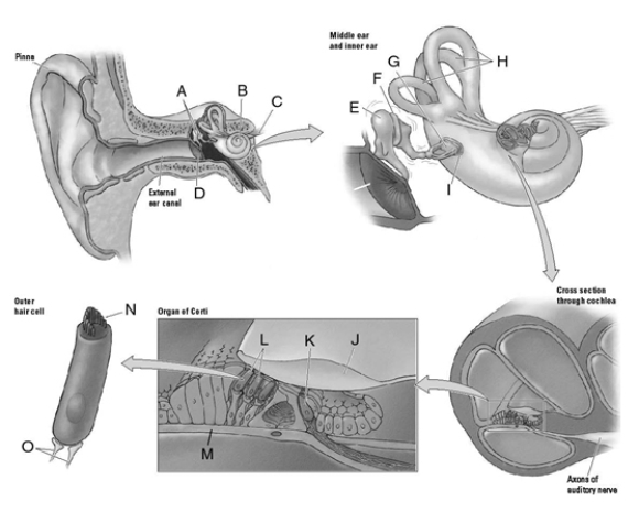 Match the letter to the appropriate structure of the ear.   _____ 1.auditory nerve _____ 2.semicircular canals _____ 3.outer hair cells _____ 4.inner hair cells _____ 5.oval window _____ 6.cochlea _____ 7.ossicles _____ 8.cilia _____ 9.tectorial membrane _____ 10.nerve fibers _____ 11.eardrum _____ 12.hammer _____ 13.basilar membrane _____ 14.anvil _____ 15.stirrup<div style=padding-top: 35px> 