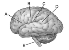 Locate the following areas of the brain.   _____ 1.motor area for the face _____ 2.Broca's area _____ 3.Wernicke's area _____ 4.cranial nerves _____ 5.arcuate fasciculus<div style=padding-top: 35px> 