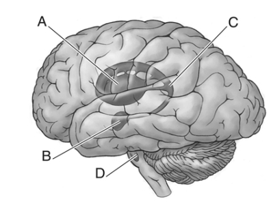 Locate the following areas of the brain.   _____ 1.tail of the caudate nucleus _____ 2.amygdala _____ 3.substantia nigra _____ 4.caudate putamen<div style=padding-top: 35px> 