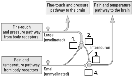 Please indicate which parts of the pain circuit are excitatory (+)and which are inhibitory (-).   1._____ 2._____ 3._____ 4._____<div style=padding-top: 35px> 