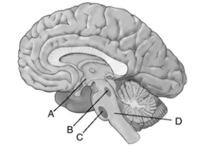 Match the letter to the appropriate structure of the brainstem. _____ 1.medial pontine reticular formation _____ 2.reticular activating system _____ 3.hypothalamus _____ 4.peribrachial area