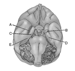 Match the letter to the appropriate structure of the brain. _____ 1.amygdala _____ 2.entorhinal cortex _____ 3.hippocampus _____ 4.parahippocampal cortex _____ 5.perirhinal cortex