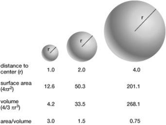 If the radius of one cell were twice as large as the radius of another cell, how much higher or lower would its surface- area- to- volume ratio be?