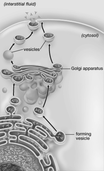 The cell shown in this figure must be  
