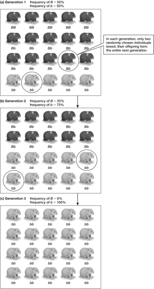 Based on the information shown in the figure, what do you predict the fourth generation will look like?