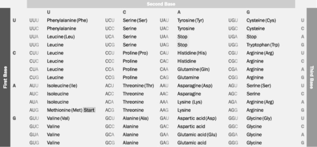Based on this table, which polypeptide would be synthesized from the mRNA base sequence AUGCCUGACUUA?