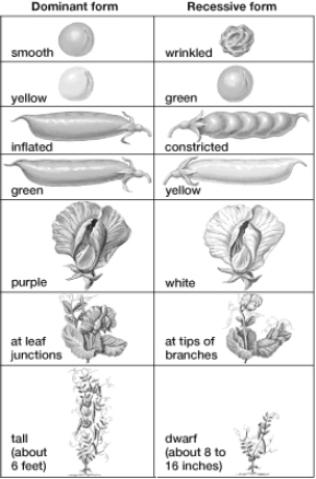 Based on this figure, what is the genotype of an individual pea plant that is homozygous for green pod and constricted pod and is 6 feet tall? (Assume that green and yellow pods are indicated by G and g, inflated and constricted pods by I and i, and height by T and t.)