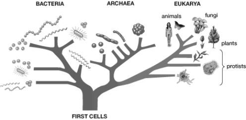 The first cells shown at the bottom of this illustration were most likely