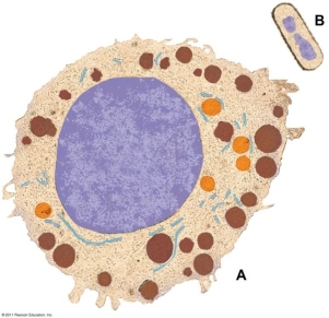 <strong>Use the following information to answer the questions below. How do we know that Figure A is an eukaryote?</strong> A)It has no defined nucleus. B)A membrane surrounds it completely. C)Internal membrane-bound structures are visible. D)It is larger than B. E)It is not perfectly smooth.