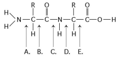 Refer to the following figure to answer the questions below. -Which bond is a peptide bond?