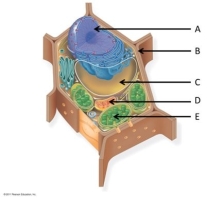<strong>Use the following figure to answer the questions below. What is the function of the structure labelled E?</strong> A)respiration B)photosynthesis C)maintain cell pressure D)contain DNA E)synthesize lipids