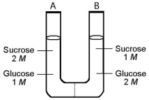 <strong>Use the following information to answer the questions below. The solutions in the two arms of this U-tube are separated by a membrane that is permeable to water and glucose but not to sucrose.Side A is half-filled with a solution of 2 M sucrose and 1 M glucose.Side B is half-filled with 1 M sucrose and 2 M glucose.Initially,the liquid levels on both sides are equal. After the system reaches equilibrium,what changes are observed?</strong> A)The molarity of sucrose and glucose are equal on both sides. B)The molarity of glucose is higher in side A than in side B. C)The water level is higher in side A than in side B. D)The water level is unchanged. E)The water level is higher in side B than in side A.