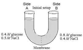 <strong>The solutions in the arms of a U-tube are separated at the bottom of the tube by a selectively permeable membrane.The membrane is permeable to sodium chloride but not to glucose.Side A is filled with a solution of 0.4 M glucose and 0.5 M sodium chloride (NaCl),and side B is filled with a solution containing 0.8 M glucose and 0.4 M sodium chloride.Initially,the volume in both arms is the same.Refer to the figure to answer the following questions. At the beginning of the experiment,</strong> A)side A is hypertonic to side B. B)side A is hypotonic to side B. C)side A is isotonic to side B. D)side A is hypertonic to side B with respect to glucose. E)side A is hypotonic to side B with respect to sodium chloride.
