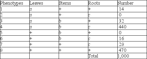<strong>Use the following information to answer the questions below. A plant-like organism on the planet Pandora has three recessive genetic traits: bluish leaves,due to an allele (a)of gene A; a feathered stem,due to an allele (b)of gene B; and hollow roots due to an allele (c)of gene C.The three genes are linked and,when a geneticist did a testcross with an organism that had been found to be heterozygous for the three recessive traits,she was able to identify progeny with the following phenotypic distribution (+ = wild type): Which of the following are the phenotypes of the parents in this cross?</strong> A)2 and 5 B)1 and 6 C)4 and 8 D)3 and 7 E)1 and 2