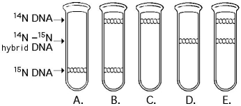 <strong>Use the following figure to answer the questions below. Once the pattern found after one round of replication was observed,Meselson and Stahl could be confident of which of the following conclusions?</strong> A)Replication is semi-conservative. B)Replication is not dispersive. C)Replication is not semi-conservative. D)Replication is not conservative. E)Replication is neither dispersive nor conservative.