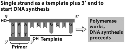 <strong> Refer to the figure above.What bases will be added to the primer as DNA replication proceeds? The bases should appear in the new strand in the order that they will be added starting at the 3' end of the primer.</strong> A)C, A, G, C, A, G, A B)T, C, T, G, C, T, G C)A, G, A, C, G, A, C D)G, T, C, G, T, C, T E)C, U, G, C, U, G, U