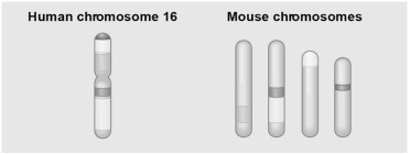 <strong>Use the following figure to answer the next few questions. This figure shows a diagram of blocks of genes on human chromosome 16 and the locations of blocks of similar genes on four chromosomes of the mouse. Why is sequencing of eukaryotic genomes more difficult than sequencing genomes of bacteria or archaea?</strong> A)because of the large size of eukaryotic proteins B)because of hard-to-find proteins C)because of the high proportion of G-C base pairs in eukaryotic DNA D)because of the large size of eukaryotic genomes and the large amount of eukaryotic repetitive DNA E)because a different technique must be used to sequence eukaryotic DNA