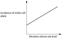 <strong>Anopheles mosquitoes,which carry the malaria parasite,cannot live above elevations of 1800 metres.In addition,oxygen availability decreases with higher altitude.Consider a hypothetical human population that is adapted to life on the slopes of Mt.Kilimanjaro in Tanzania,a country in equatorial Africa.Mt.Kilimanjaro's base is about 793 metres above sea level and its peak is 5895 metres above sea level.If the incidence of the sickle-cell allele in the population is plotted against altitude (feet above sea level),which of the following distributions is most likely,assuming little migration of people up or down the mountain?</strong> A) B) C) D)