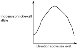 <strong>Anopheles mosquitoes,which carry the malaria parasite,cannot live above elevations of 1800 metres.In addition,oxygen availability decreases with higher altitude.Consider a hypothetical human population that is adapted to life on the slopes of Mt.Kilimanjaro in Tanzania,a country in equatorial Africa.Mt.Kilimanjaro's base is about 793 metres above sea level and its peak is 5895 metres above sea level.If the incidence of the sickle-cell allele in the population is plotted against altitude (feet above sea level),which of the following distributions is most likely,assuming little migration of people up or down the mountain?</strong> A) B) C) D)