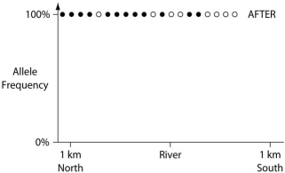 <strong>In a hypothetical situation,the National Park Service,which administers Grand Canyon National Park in Arizona,builds a footbridge over the Colorado River at the bottom of the canyon.The footbridge permits interspersal of two closely related antelope squirrels.Previously,one type of squirrel had been restricted to the terrain south of the river,and the other type had been restricted to terrain on the north side of the river.Immediately before and ten years after the bridge's completion,researchers collected ten antelope squirrels from both sides of the river,took blood samples,and collected frequencies of alleles unique to the two types of antelope squirrels (see the following graphs). The data in the previous graphs indicate that</strong> A)a hybrid zone was established after the completion of the bridge. B)no interspersal of the two types of squirrel occurred after the completion of the bridge. C)gene flow occurred from one type of squirrel into the gene pool of the other type of squirrel. D)two-way migration of squirrels occurred across the bridge, but without hybridization. E)some northern squirrels migrated south, but no southern squirrels migrated north across the bridge.