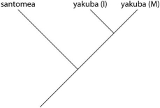 <strong>Which of these evolutionary trees represents the situation in the description? (Note: Yakuba (I)represents the island population,and yakuba (M)represents the mainland population.)</strong> A) B) C) D)