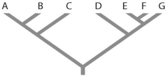 -Refer to the figure above.Which of the following forms a monophyletic group?